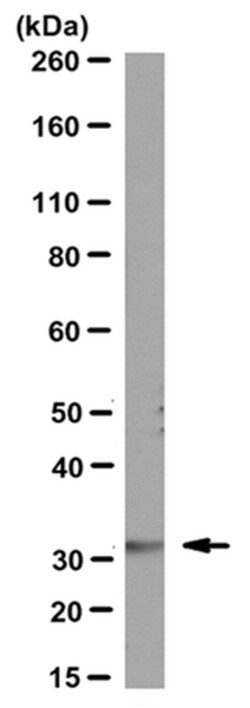 MilliporeSigma Rat anti-Pax-9, Clone: 7C2 (P9C23), 100&mu;g:Antibodies,